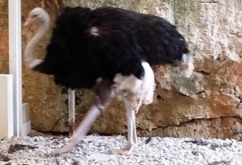 ミニミニ動物園へ遠足