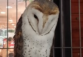 ミニミニ動物園へ遠足